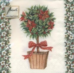 Poinsettia tree AMB